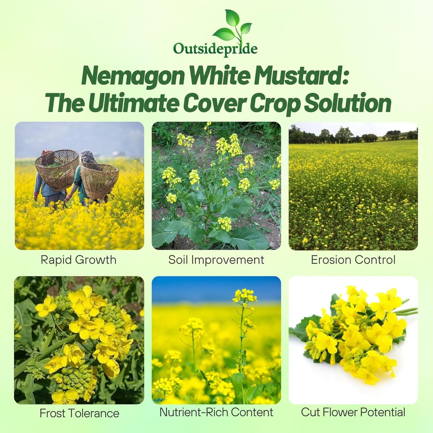 Outsidepride White Mustard Seeds for Planting - 50 lb Annual Cover Crop Seeds w/Deep Root System, High Protein Forage, Ideal for Soil Fertility, Crop Rotations, & Livestock Nutrition