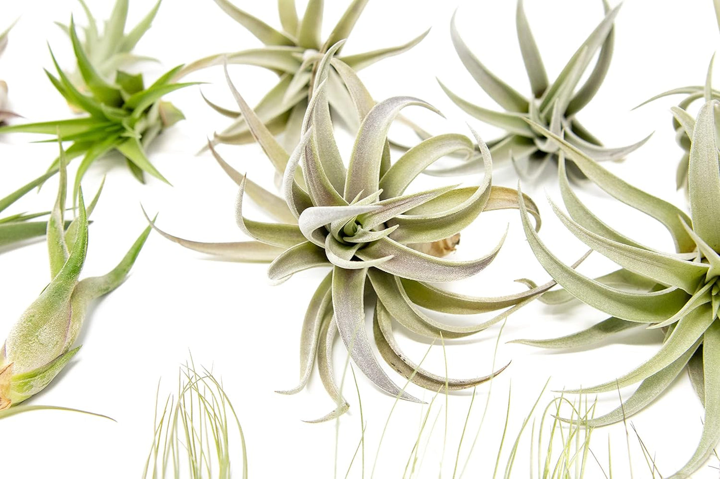 50 Pack of Classic Air Plants Variety - Live Succulent House Plants - Available in Wholesale and Bulk - Home and Garden Decor - Easy Care Indoor/Outdoor Air Plant
