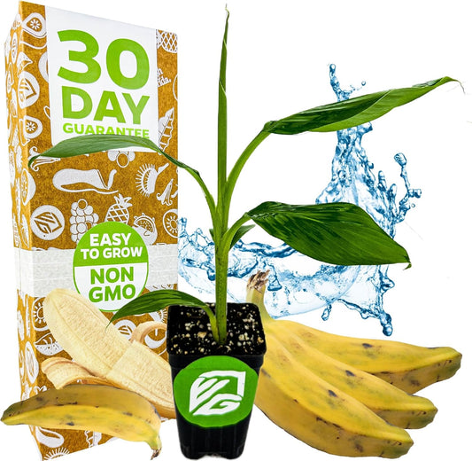 Dwarf Orinoco Banana Tree Live Plant - Musa acuminata by Wellspring Gardens - Starter Plant Ideal for Gardens & Containers - Great for Indoor Houseplants, Outdoor Landscaping & Garden Planting