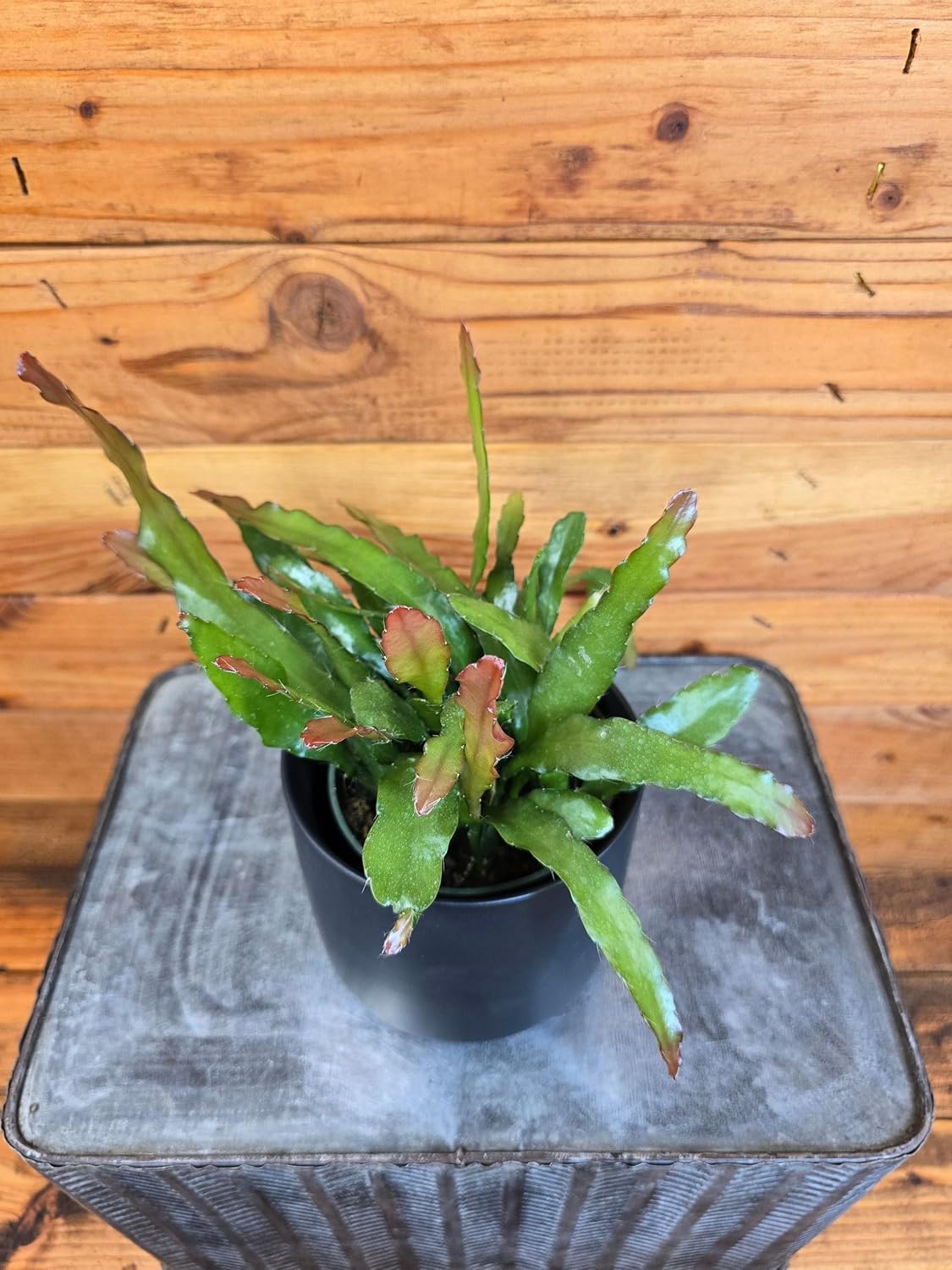 Epiphyllum Anguliger Fire Orchid Cactus, 4" Plant