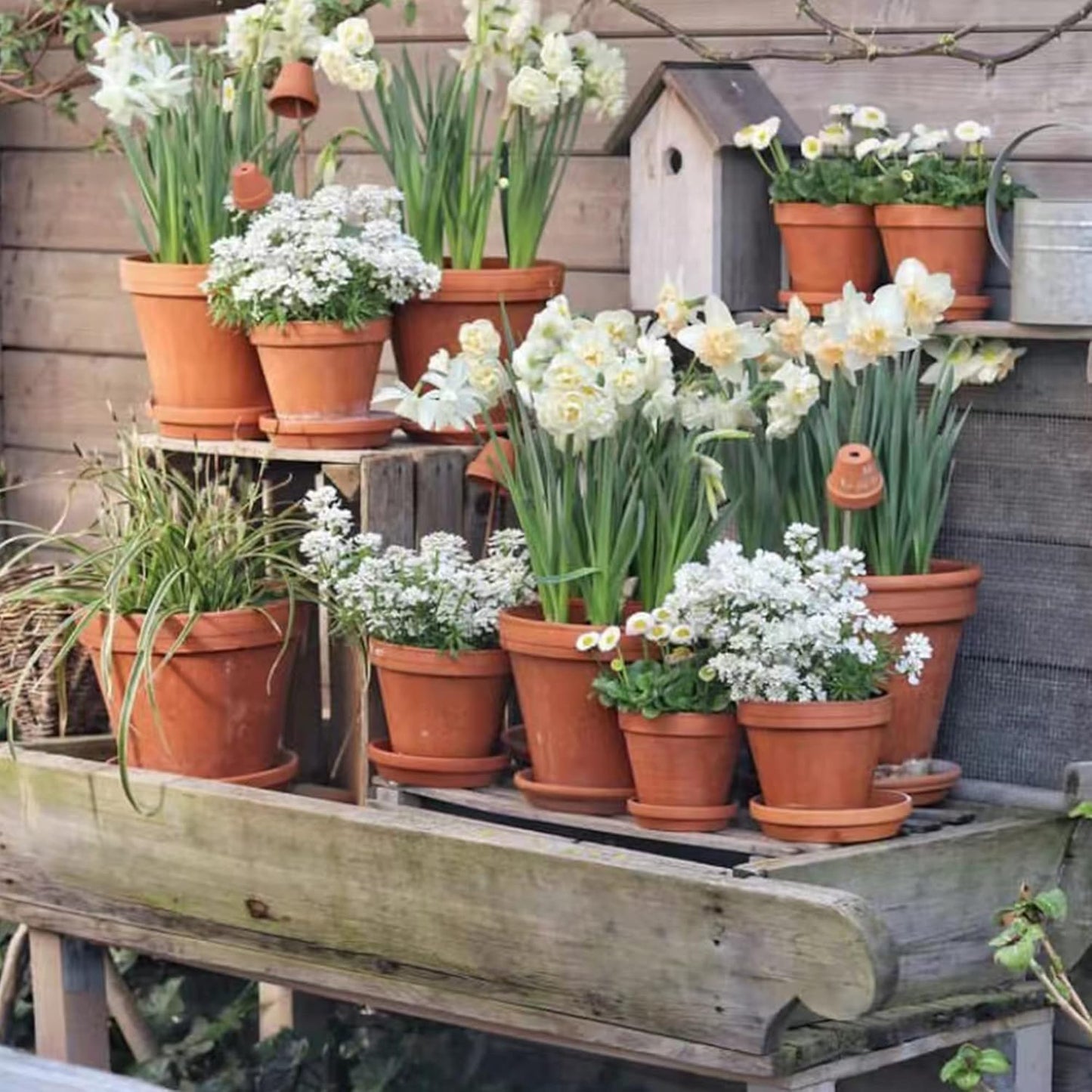 Fcacti 3 inch Small Terra Cotta Plant Saucers, Round Pot Drip Trays,Durable Thicker Clay Plant Tray Flower Pot Saucers for Outdoors Indoors Flower Pots and Planters,Pack of 30