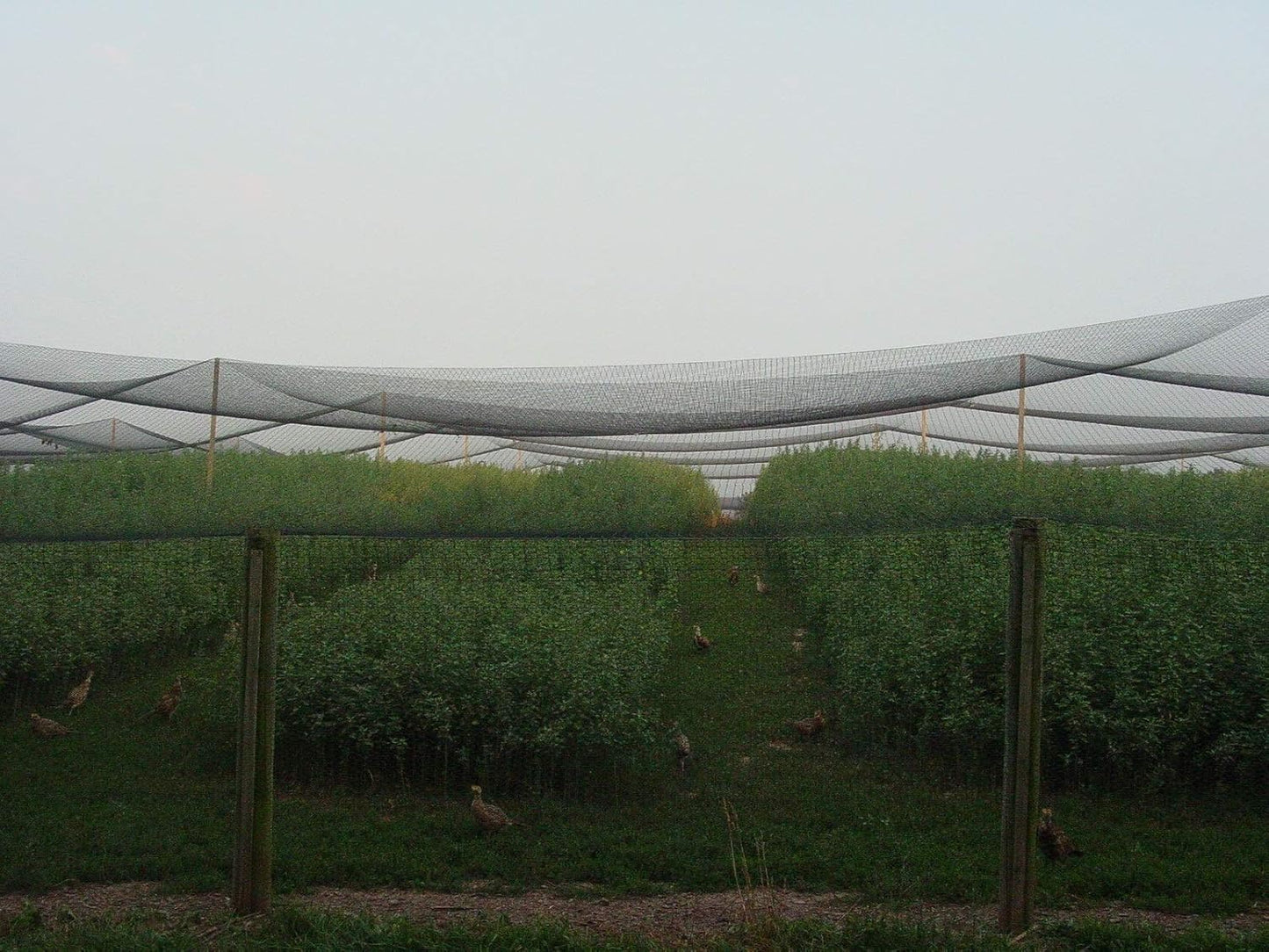 Excursions Aviary Netting 1" Heavy Knotted Poultry Net (25' x 25')