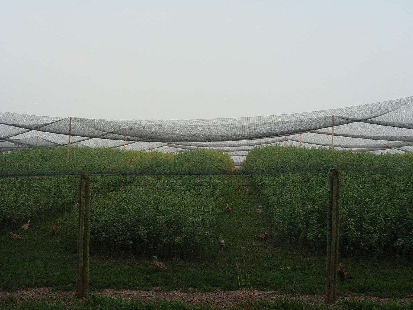 Excursions Aviary Netting 1" Heavy Knotted Poultry Net (25' x 50')