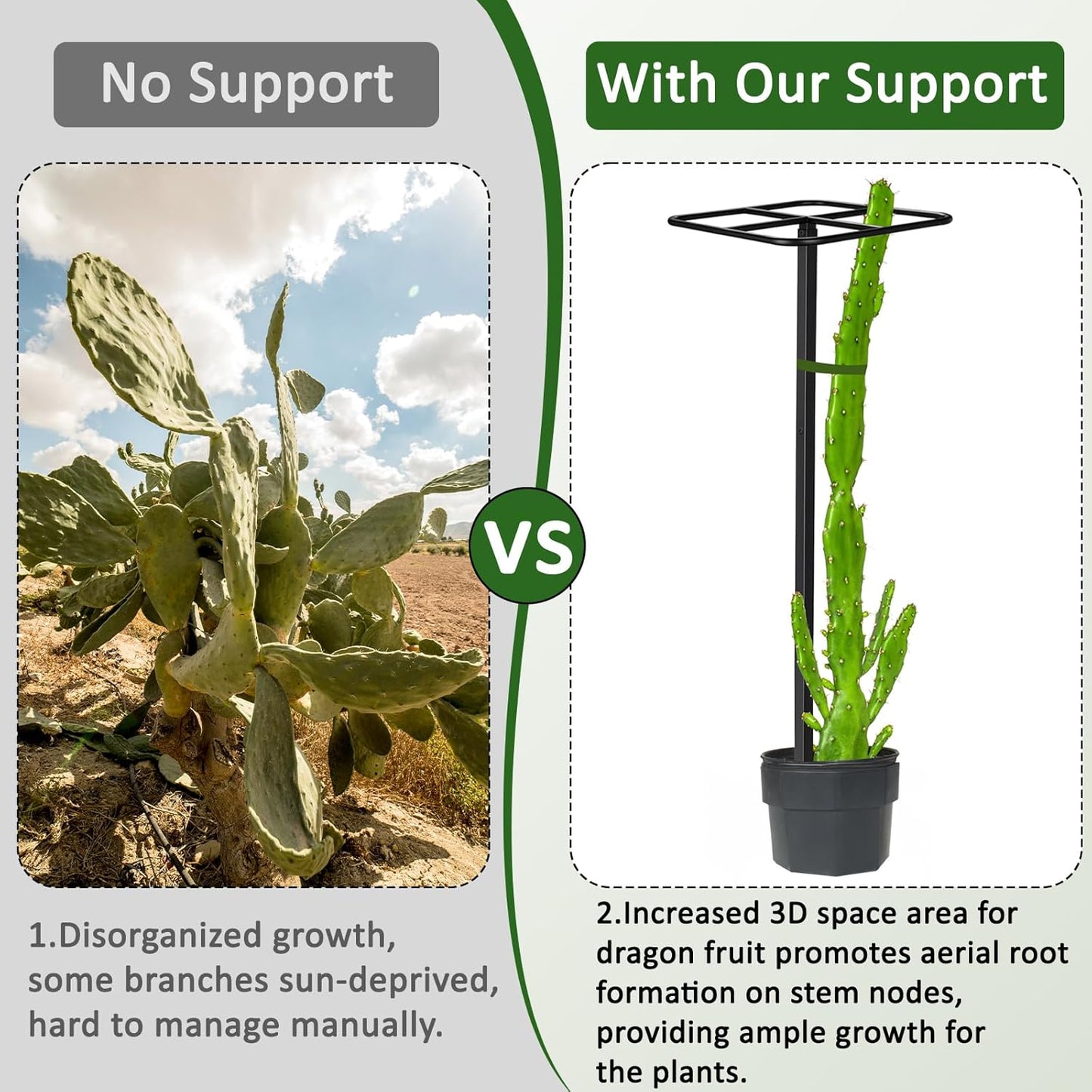 2 Pcs Adjustable Metal Dragon Fruit Plant Trellis 12" x 12" x 50" Durable Vertical Gardening Support Dragonfruit Trellis for Climbing Plants Trees Cactus Roses Vines Outdoor, Installation Required