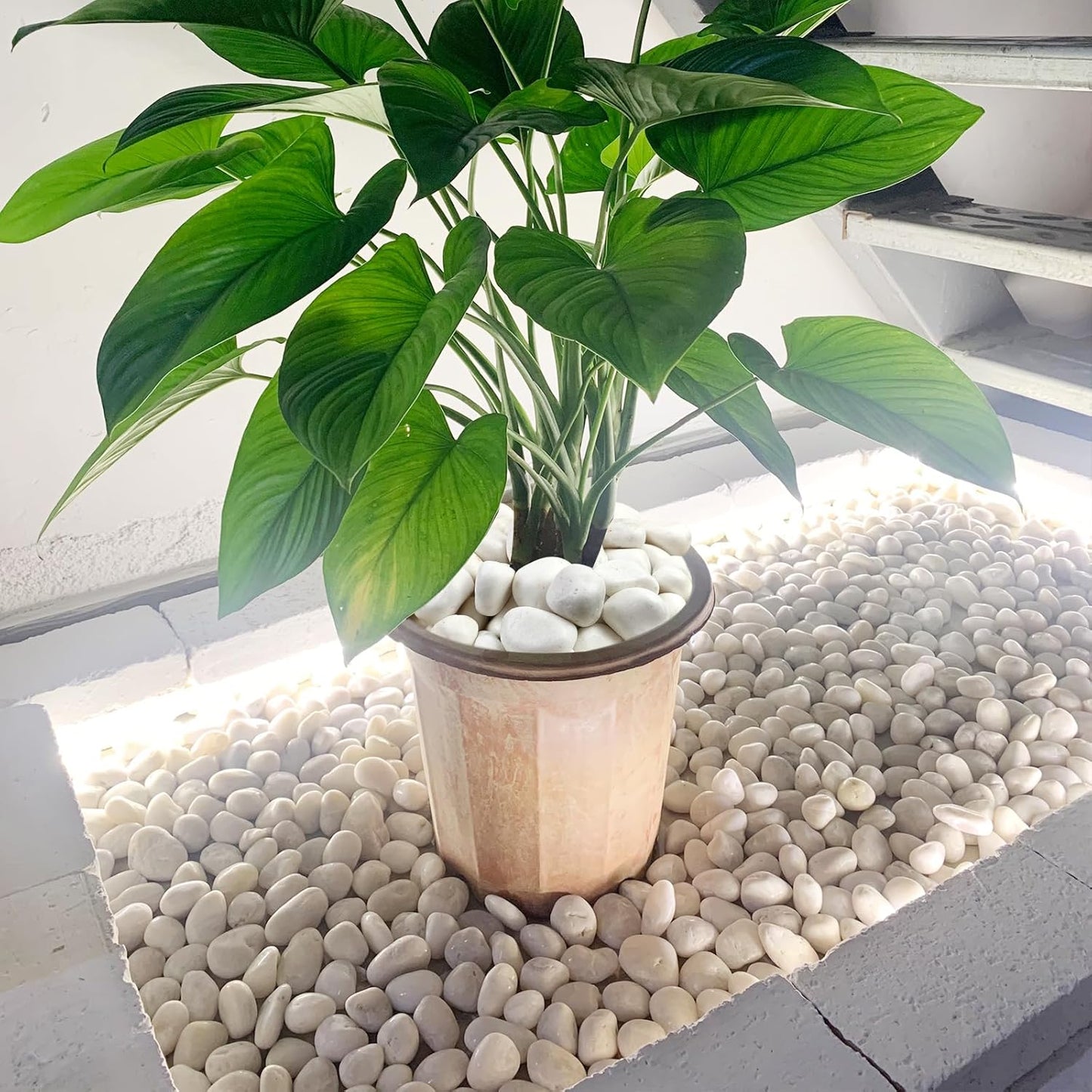 20 lbs White Rocks for Gardens, 2-3 Inch Decorative Pebbles for Plants Outdoor, White River Rocks for Landscaping Plants Backyard Aquarium Vase and Bird Bath