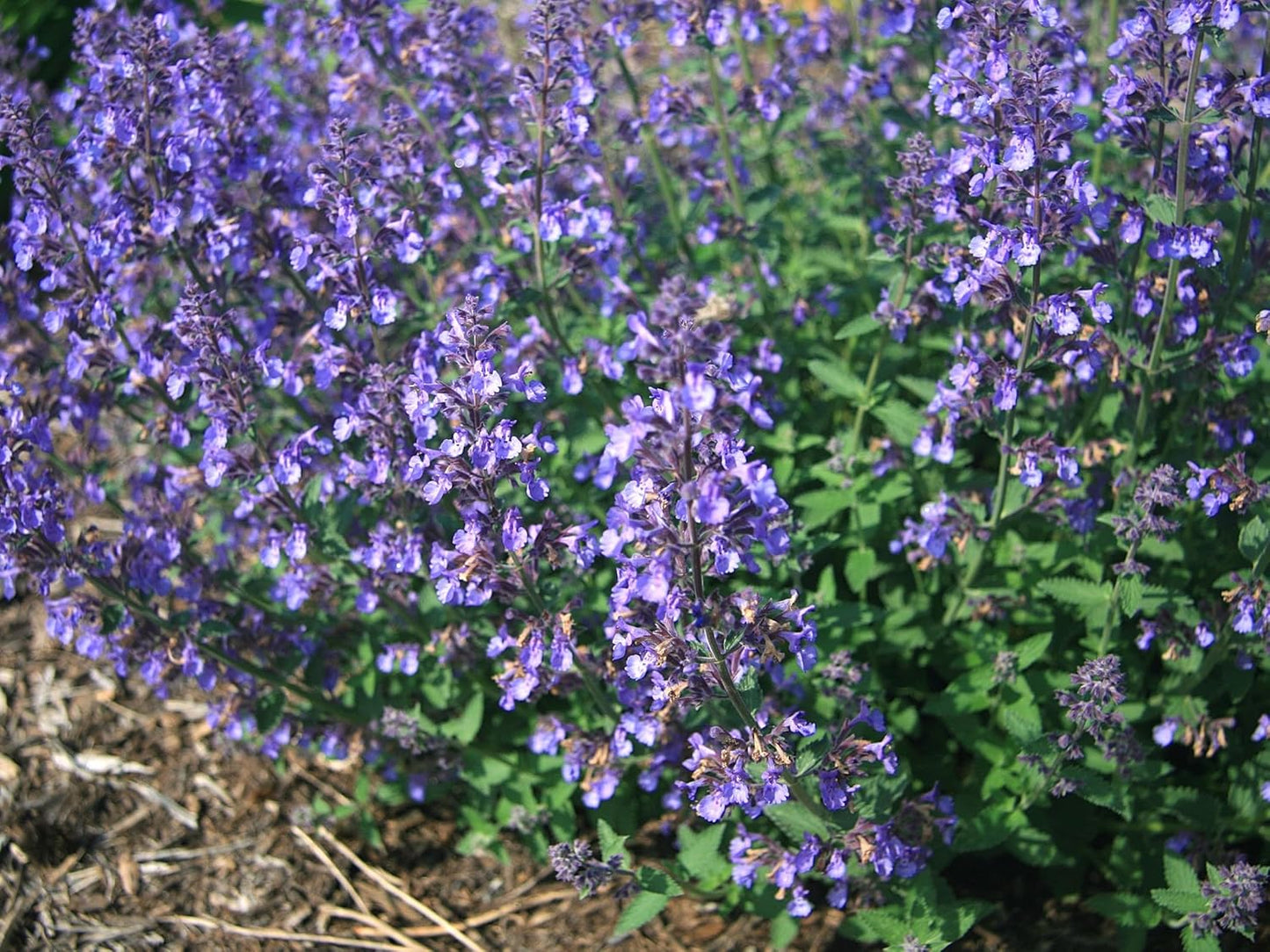 Greenwood Nursery: Live Perennial Plants - 'Junior Walkers Low' Catmint + Nepeta × Faassenii - [Qty: 1x Pint Pot] - (Click for Other Available Plants/Quantities)