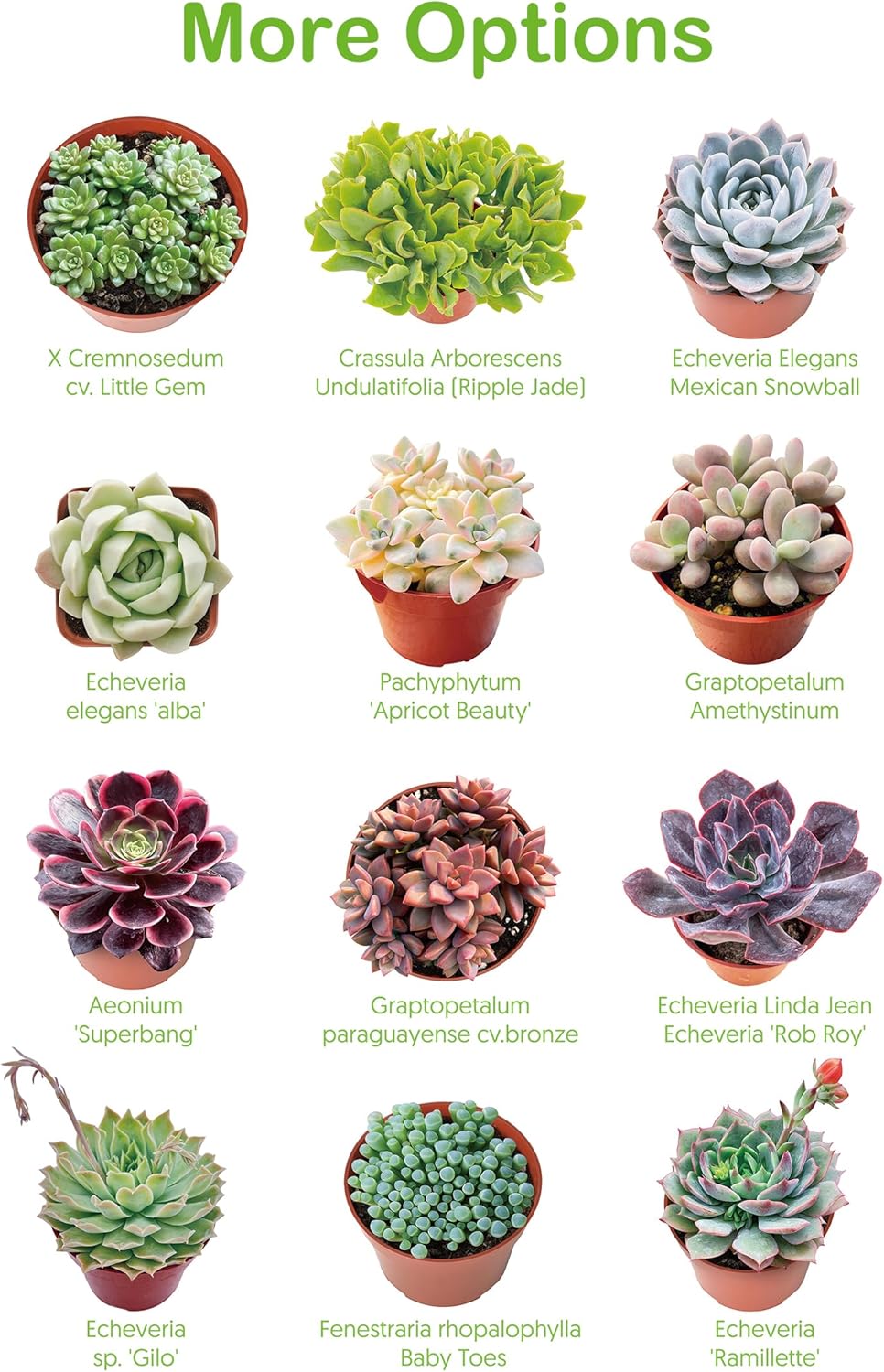 4-inch Succulent Aeonium Dodrantale, Live Succulents Plants Fully Rooted in Pots with Soil, Easy-Care House Plants for DIY, Home Office Decoration