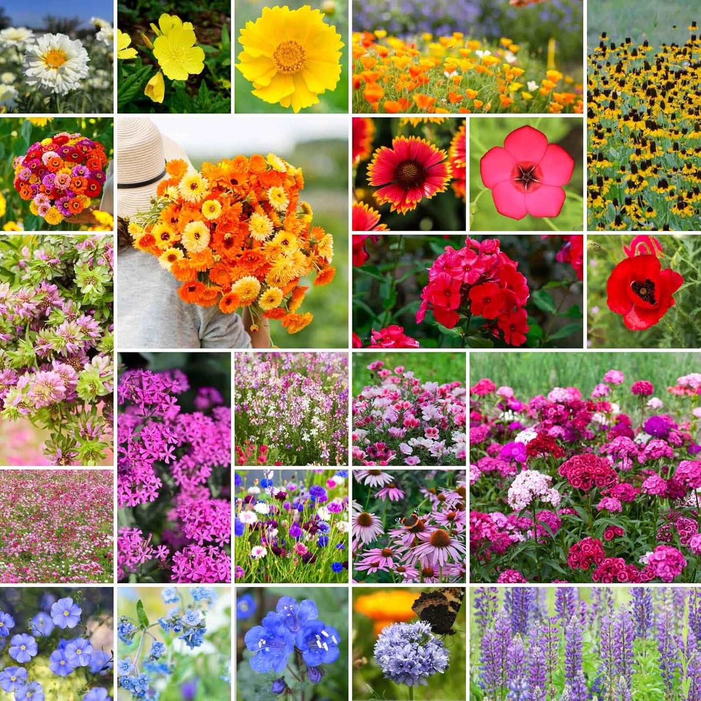Eden Brothers Heirloom Flower Mixed Seeds for Planting, 1 lb, 480,000+ Seeds with Zinnia, Toadflax, Evening Primrose | Attracts Pollinators, Plant in Spring or Fall, Zones 3, 4, 5, 6, 7, 8, 9, 10