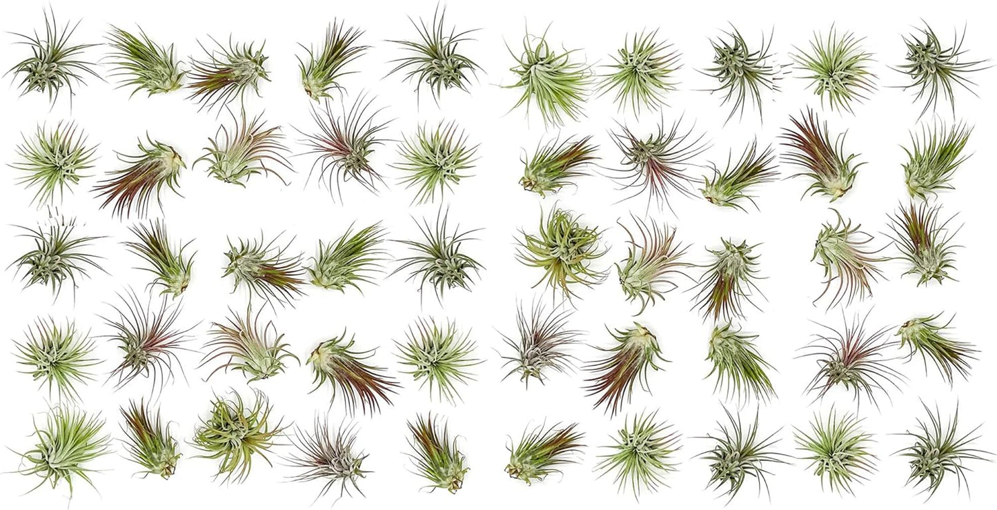 Air Plants Bulk - Tillandsia Ionantha Wholesale Pack, Regular 1-3" - 50ct - Live Arrival Guaranteed - House Plants for Home Decor & Gift