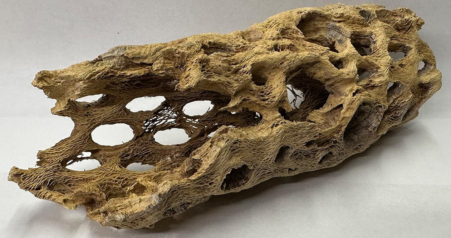 Natural Cholla Wood Chunk Large Air Plant Display Holders Individually Unique Decorative Stands or Holder (Cholla Chunk Large)