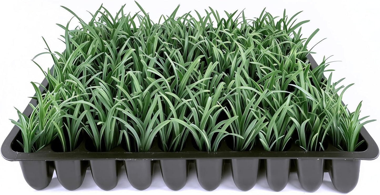 Dwarf Mondo Grass | 20 Live Plants | Ophiopogon Japonicus Nana | Lush Ground Cover | Shade Loving Low Maintenance Garden Solution | Ideal for Landscaping and Borders | Hardy and Evergreen