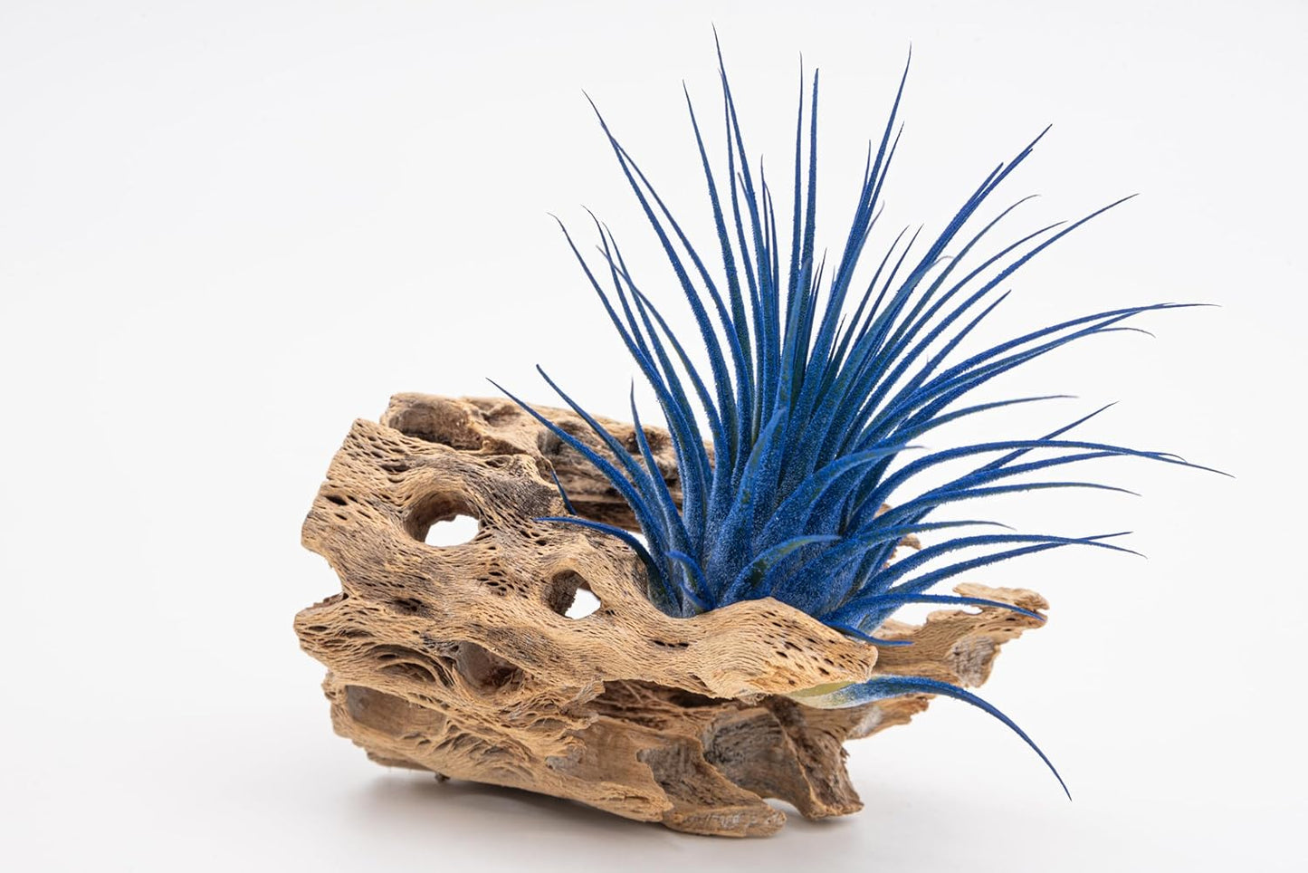 Live Extra Large Tillandsia Ionantha Guatemala Colorful Air Plant 3+ inch Enhanced Color Easy Care Indoor Outdoor Home Decor Gift Airplant by Awesome Industries (Deep Blue XL)