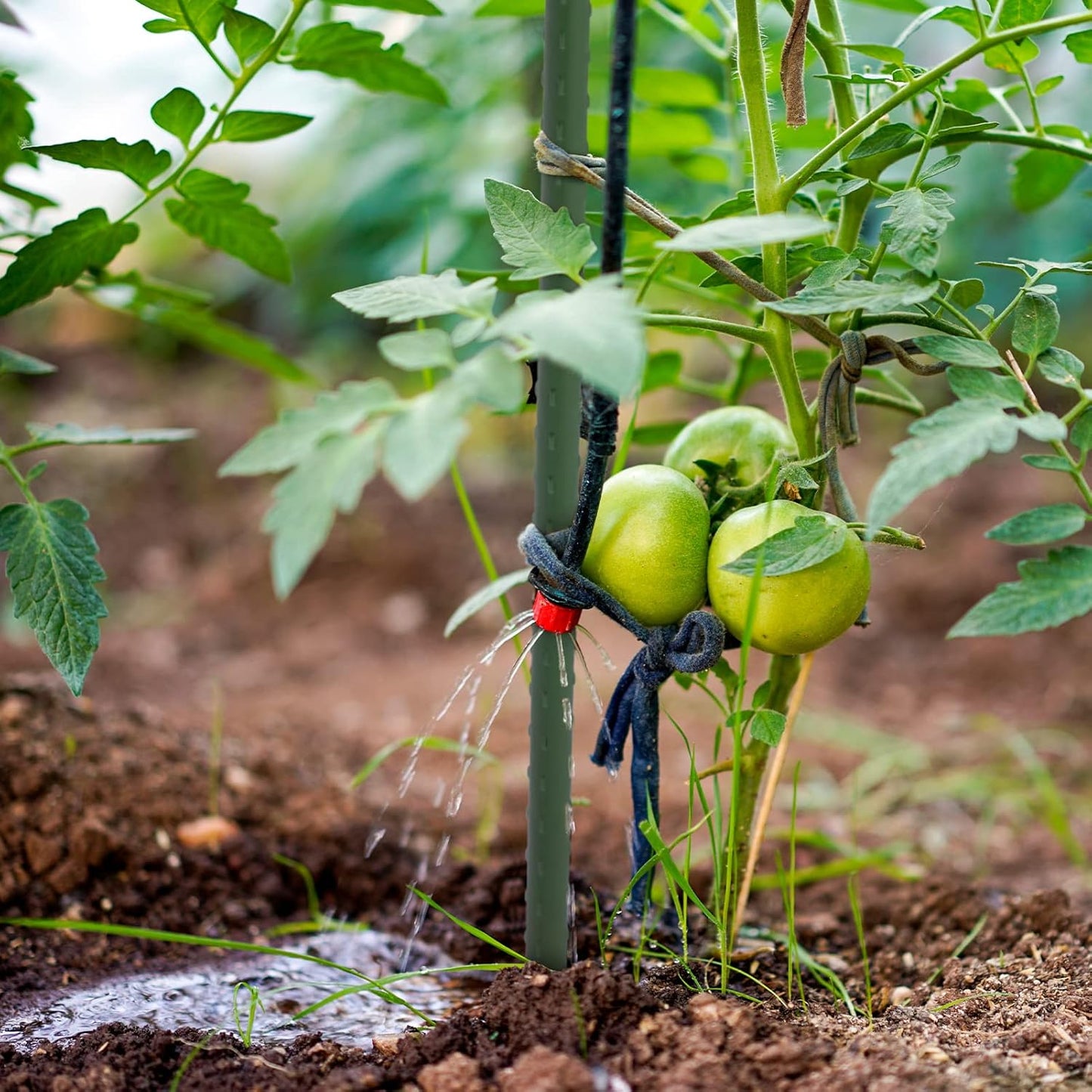 Garden Stakes 48'' Plant Sticks, 50PCS Plastic Coated Steel 4ft Plant Stakes Support for Growing Climbing Plants, Tomato Stakes Gardening Supplies