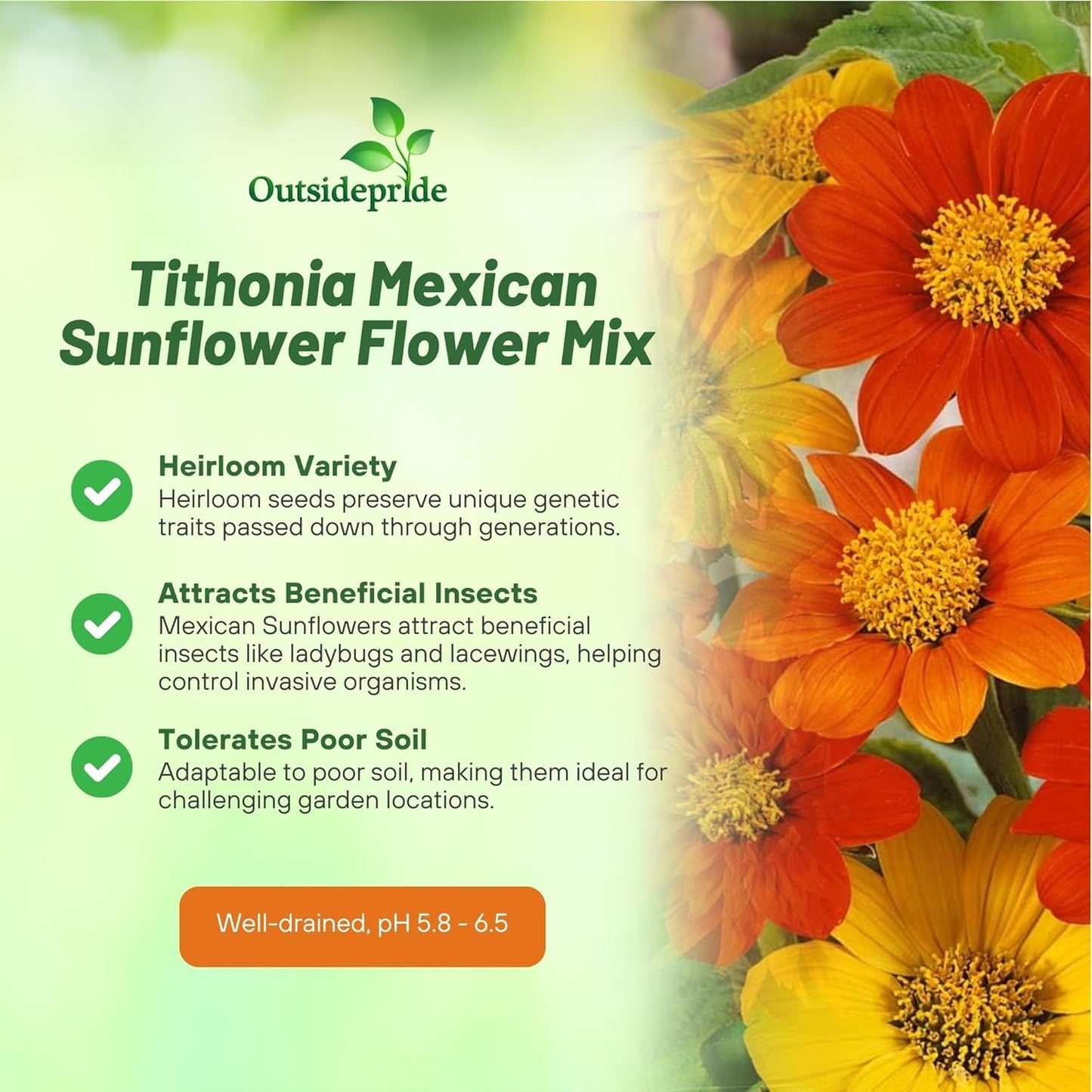 Outsidepride Mexican Sunflower Seeds Mix - 1000 Pcs Annual, Easy-to-Grow, Mixed Tithonia Speciosa Flower Seeds w/Drought-Tolerant Blooms for Pollinator Gardens & Vibrant Summer Landscaping