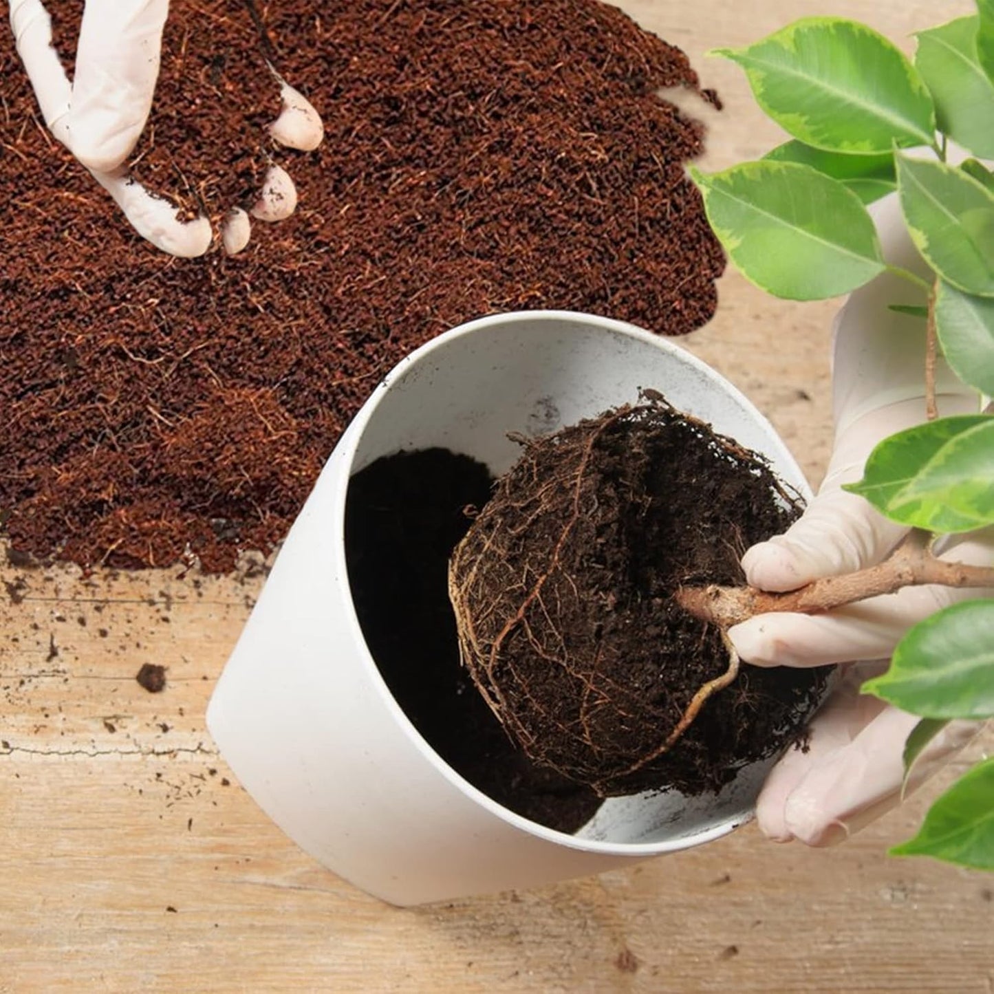 Home and Country Triple Washed Compressed Coco Coir Brick (40 LBS) - Coco Fiber is an Ideal Compost Starter for Your Home Garden. Coco Coir Bricks Provide Organic Alternative to Peat Moss for Plants.