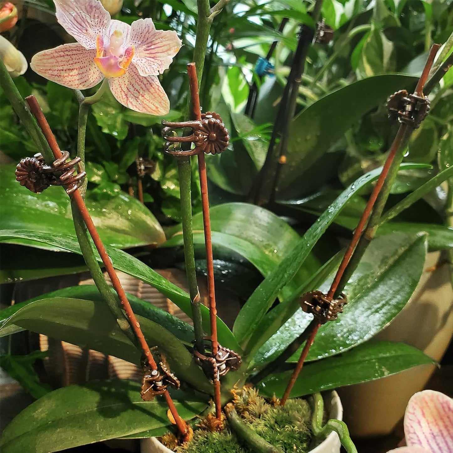 100Pcs Large Plant Clip,Daisy Garden Flower Plant Clip,for Orchids Vine Clip Support Stem Vine Upright Growth (Brown)