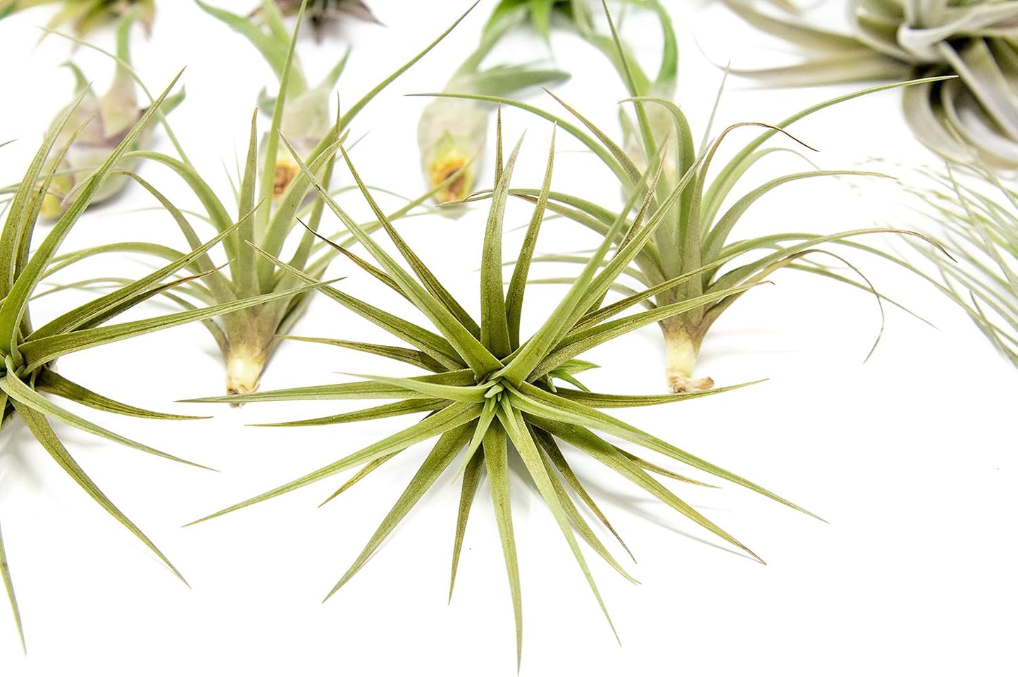 25 Pack of Classic Air Plants Variety - Live Succulent House Plants - Available in Wholesale and Bulk - Home and Garden Decor - Easy Care Indoor/Outdoor Air Plant