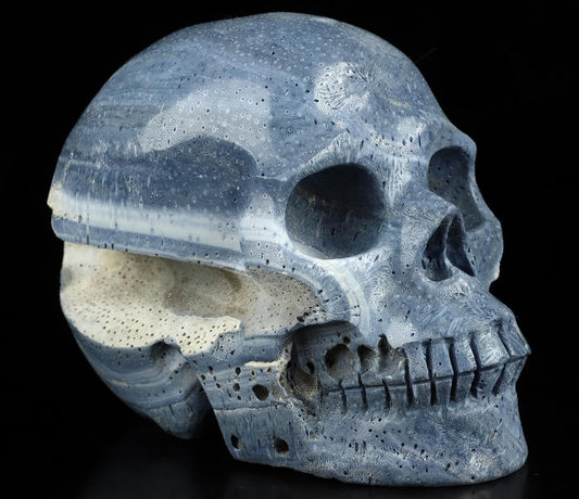 Skullis 5.0" Blue Sponge Coral Realistic Crystal Skull, Hand Carved Gemstone Fine Art Sculpture, Reiki Healing Stone Statue.2898