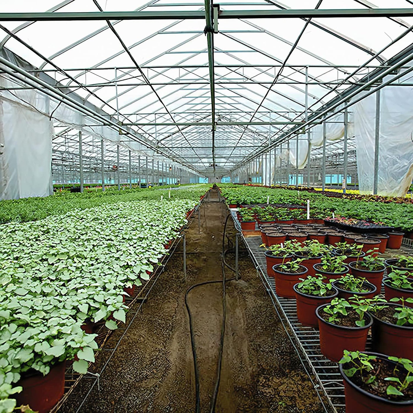 Greenhouse Plastic Sheeting 10x40 ft, 6 mil Thickness Replacement Cover, UV Resistant