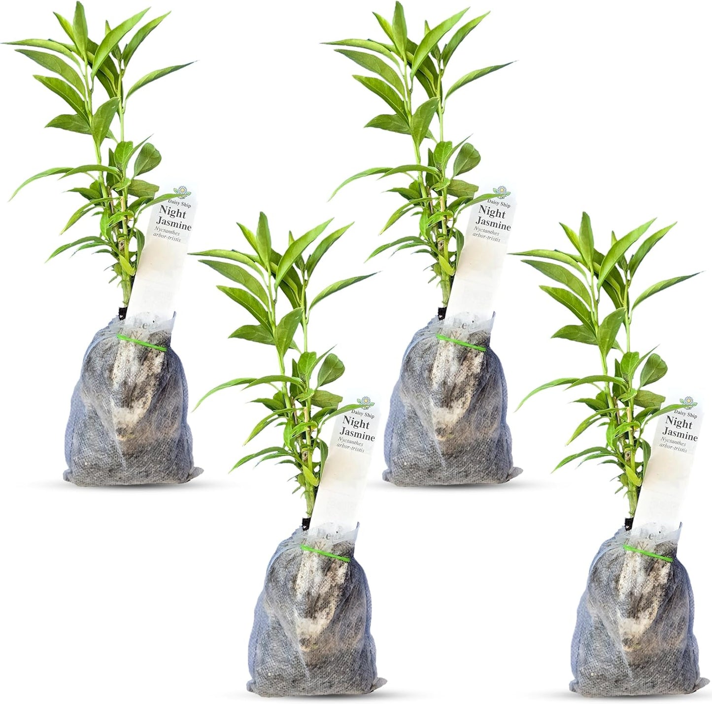 Night Blooming Jasmine Live Plant - Cestrum Nocturnum. Fragrant Flowering Shrub for Garden, Patio or Window (4 ngt.jas sacs)