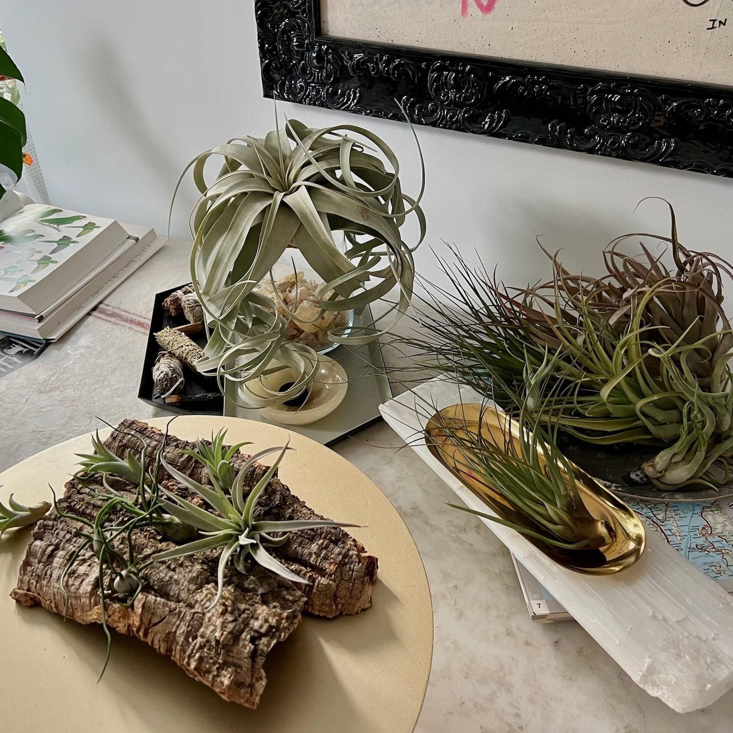 Air Plants - Hod Gift Box - 5ct - Live Arrival Guaranteed - House Plants for Home Decor & Gift