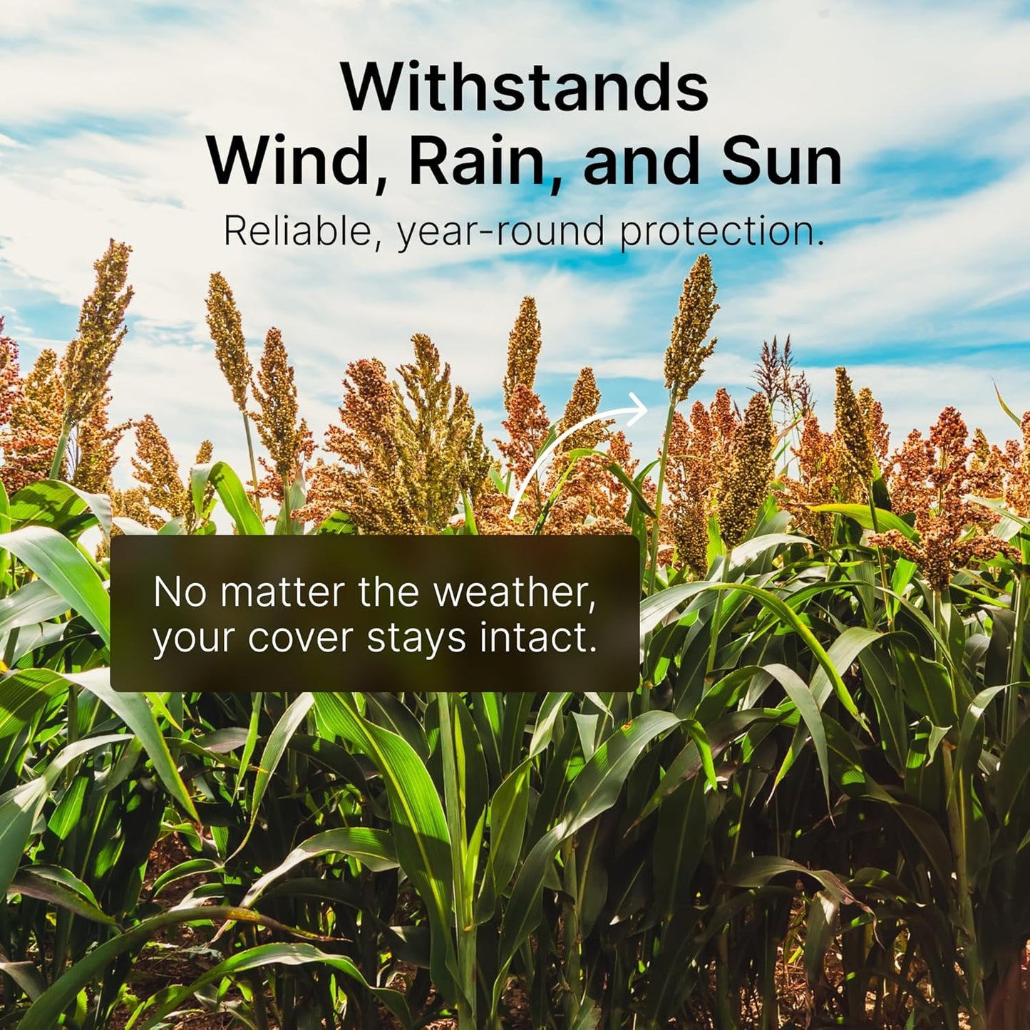 Screening Food Plot Seeds for Deer - Annual Mix - Egyptian Wheat, Sorghum (Grain/Sudangrass) - Spring, Summer & Fall Planting - 3 lbs