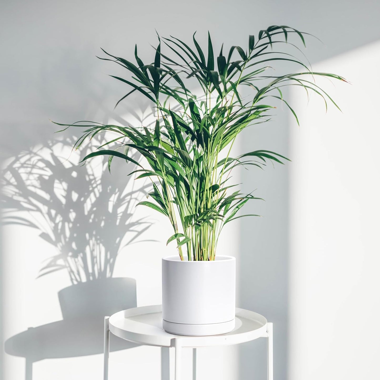 D'vine Dev 8.2 Inch Ceramic Planter Pot with Drainage Hole and Saucer, Indoor Cylinder Round Planter Pot, White, 94-O-D-1