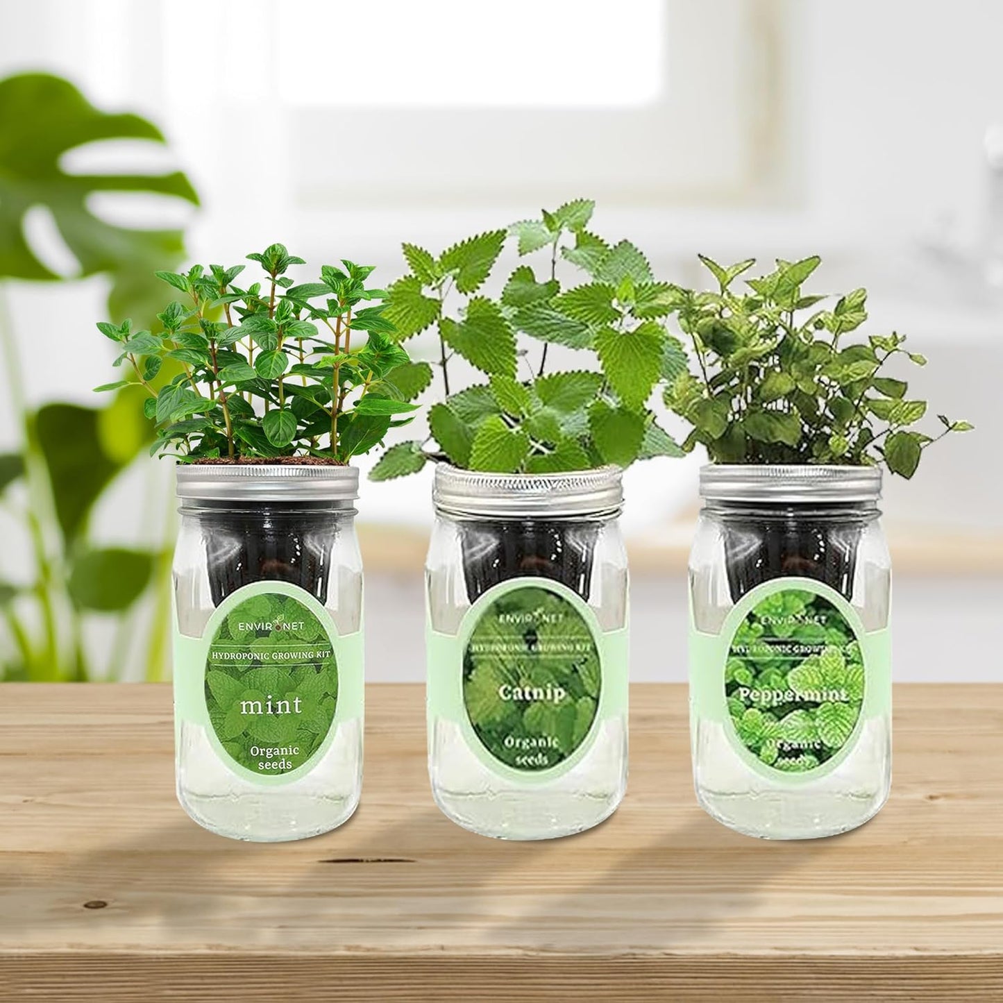 Hydroponic Herb Growing Kit Set, Self-Watering Mason Jar Herb Garden Starter Kit Indoor, Grow Your Own Herbs from Seeds (Mint, Peppermint & Catnip)