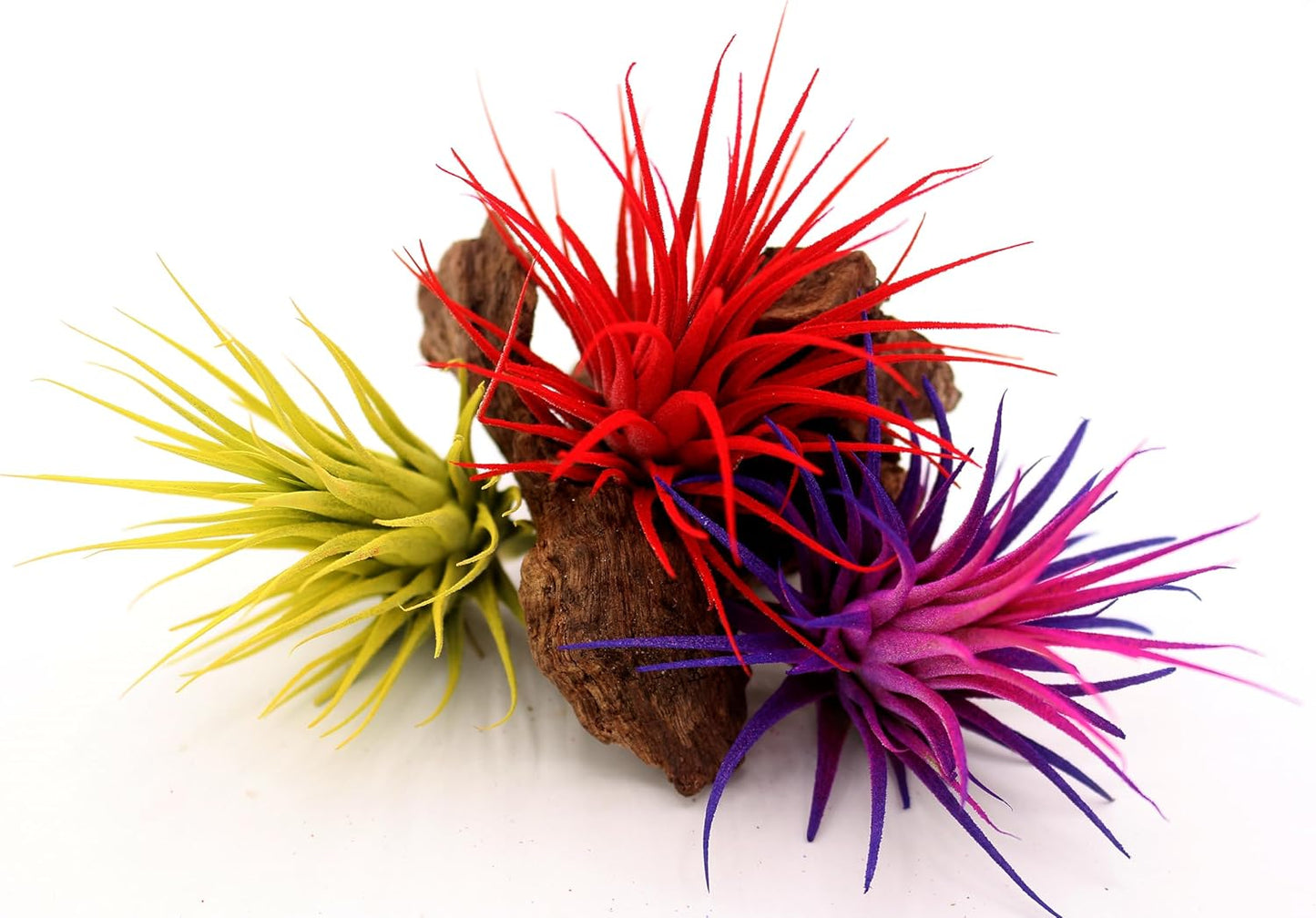 Live Extra Large Tillandsia Ionantha Guatemala Colorful Air Plant 3+ inch Enhanced Color Easy Care Indoor Outdoor Home Decor Gift Airplant by Awesome Industries (Red XL)