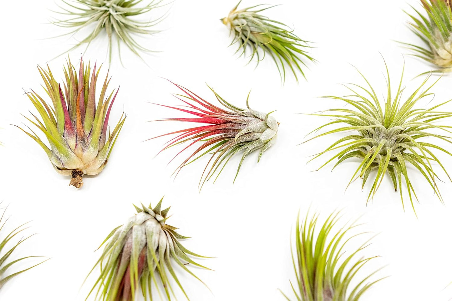 25 Pack Large Air Plants Tillandsia Ionantha Guatemala - Live Succulent House Plants - Available in Wholesale and Bulk - Home and Garden Decor - Easy Care Indoor and Outdoor Plants
