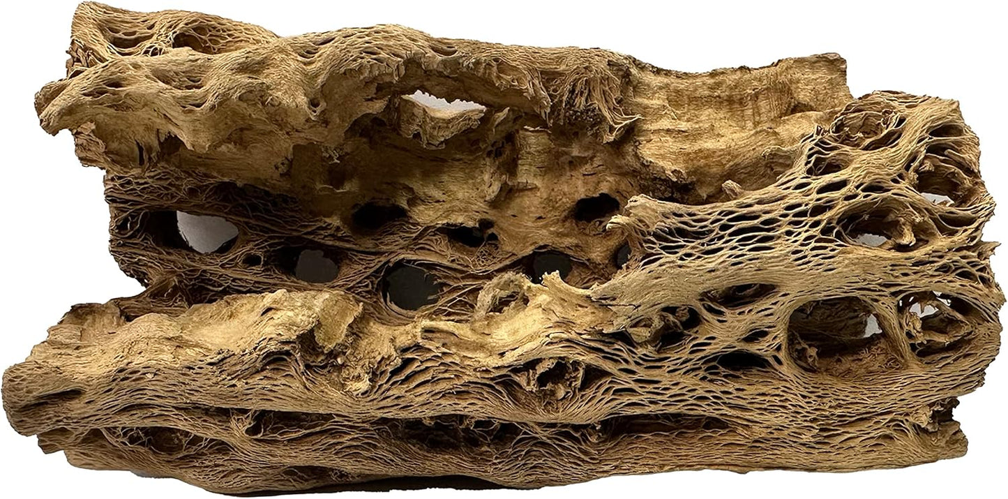 Natural Cholla Wood Chunk Large Air Plant Display Holders Individually Unique Decorative Stands or Holder (Cholla Chunk Large)
