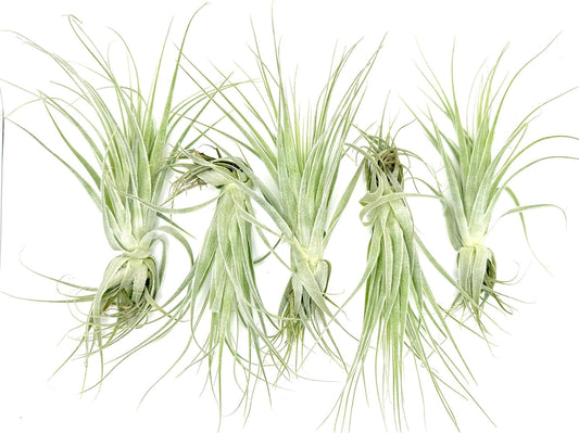 Live Air Plant - Tillandsia Gardneri 5-7” - 5ct - ragnaroc Rare Collectors Indoor Tropical Plant - Live Arrival Guaranteed - House Plants for Home Decor & Gift