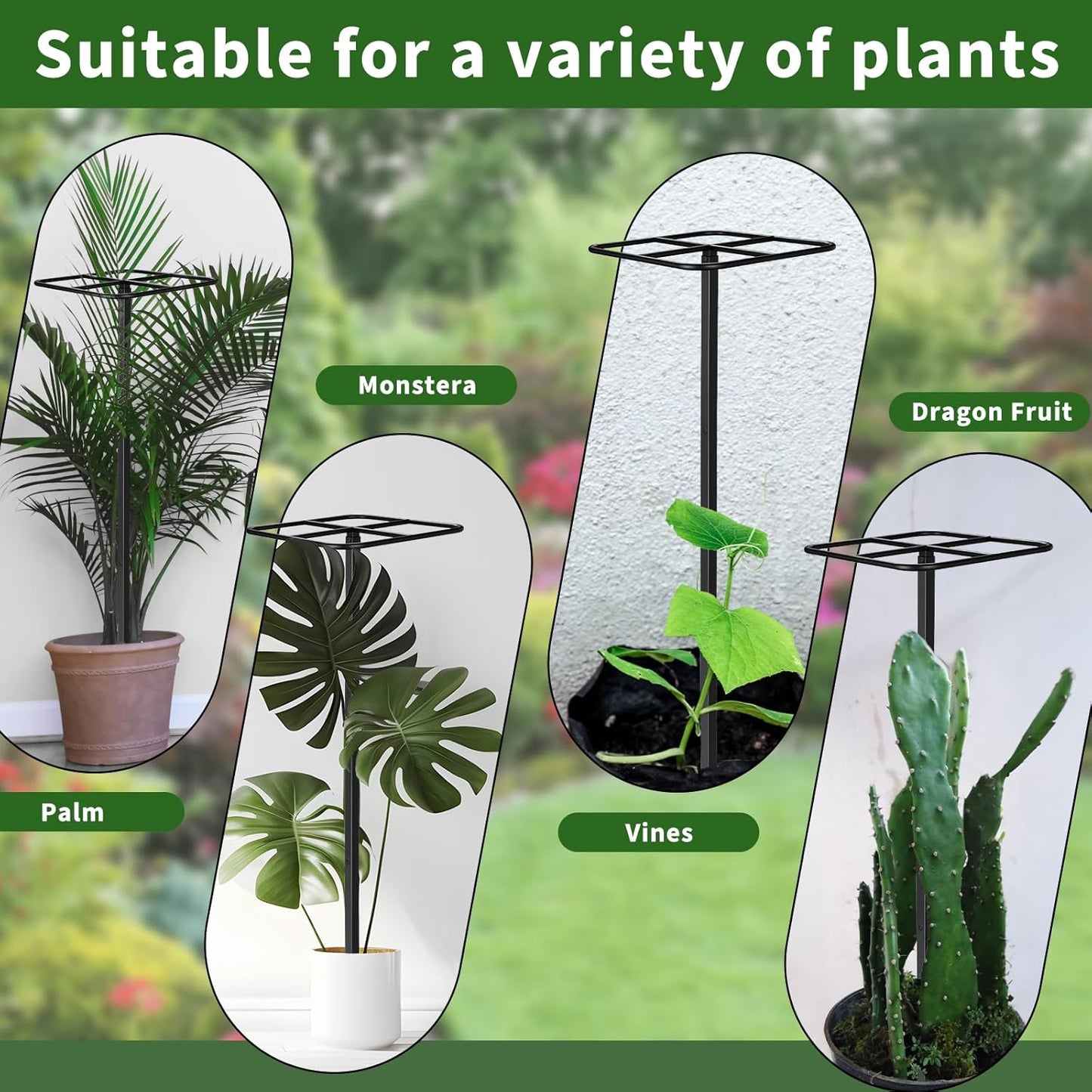 2 Pcs Adjustable Metal Dragon Fruit Plant Trellis 12" x 12" x 50" Durable Vertical Gardening Support Dragonfruit Trellis for Climbing Plants Trees Cactus Roses Vines Outdoor, Installation Required