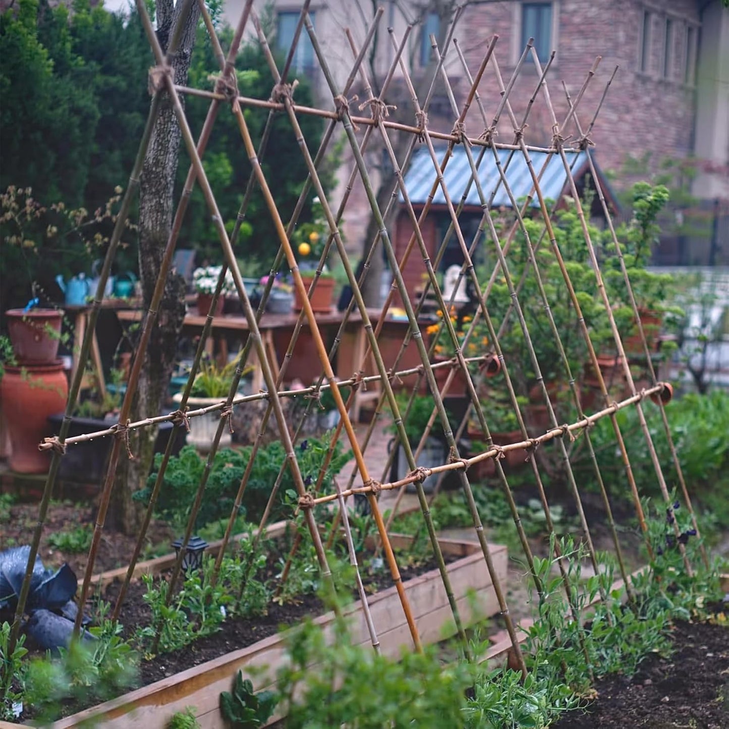 8FT Bamboo Stakes Plant Stakes 1 Inch Thick Diameter Garden Stakes Heavy Duty for Plant Support Outdoor Climbing Plants Support Gardening Stakes 10 Pack