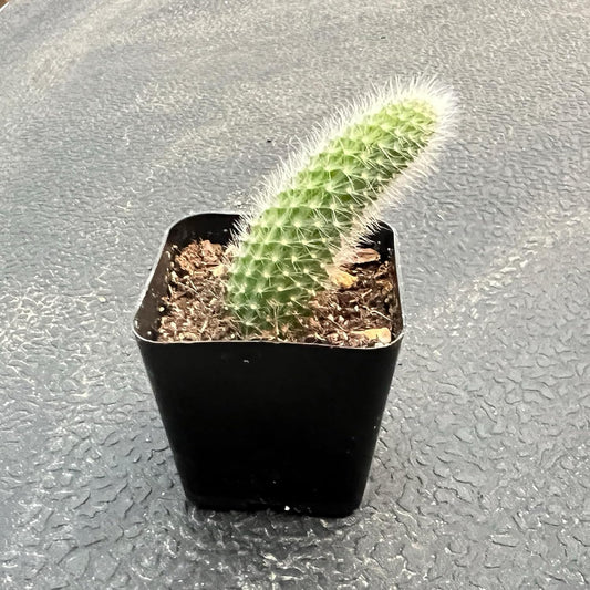 Rare Cactus Plants, 2" Monkey Tail Cactus, Live Succulent Cacti Plants Fully Rooted in Grower Pots, Easy Care House Plant