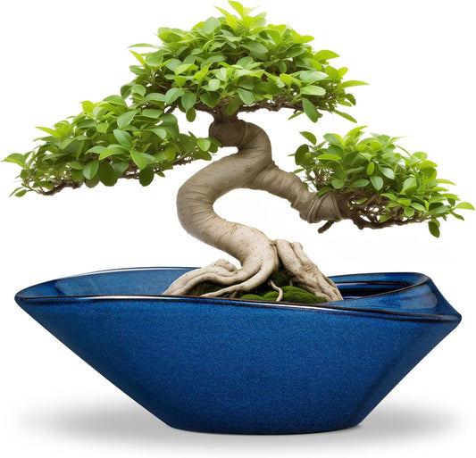 Bonsai Tree Pot - Ceramic Planter Pot with Drainage Hole 12 Inch Bonsai Pots Decorative Orchid Succulent Plant Pots for Indoor Outdoor Plants Blue