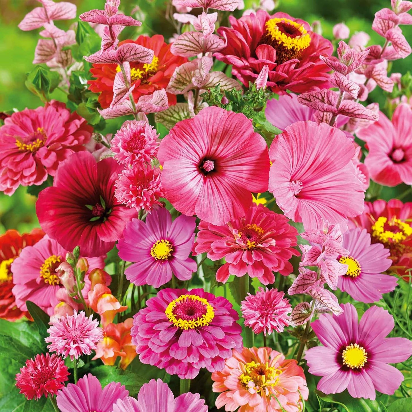 Eden Brothers Pink Perfection Flower Mixed Seeds for Planting, 1/4 lb, 120,000+ Seeds with Zinnia, Cosmos Versailles | Attracts Pollinators, Plant in Spring or Fall, Zones 3, 4, 5, 6, 7, 8, 9, 10