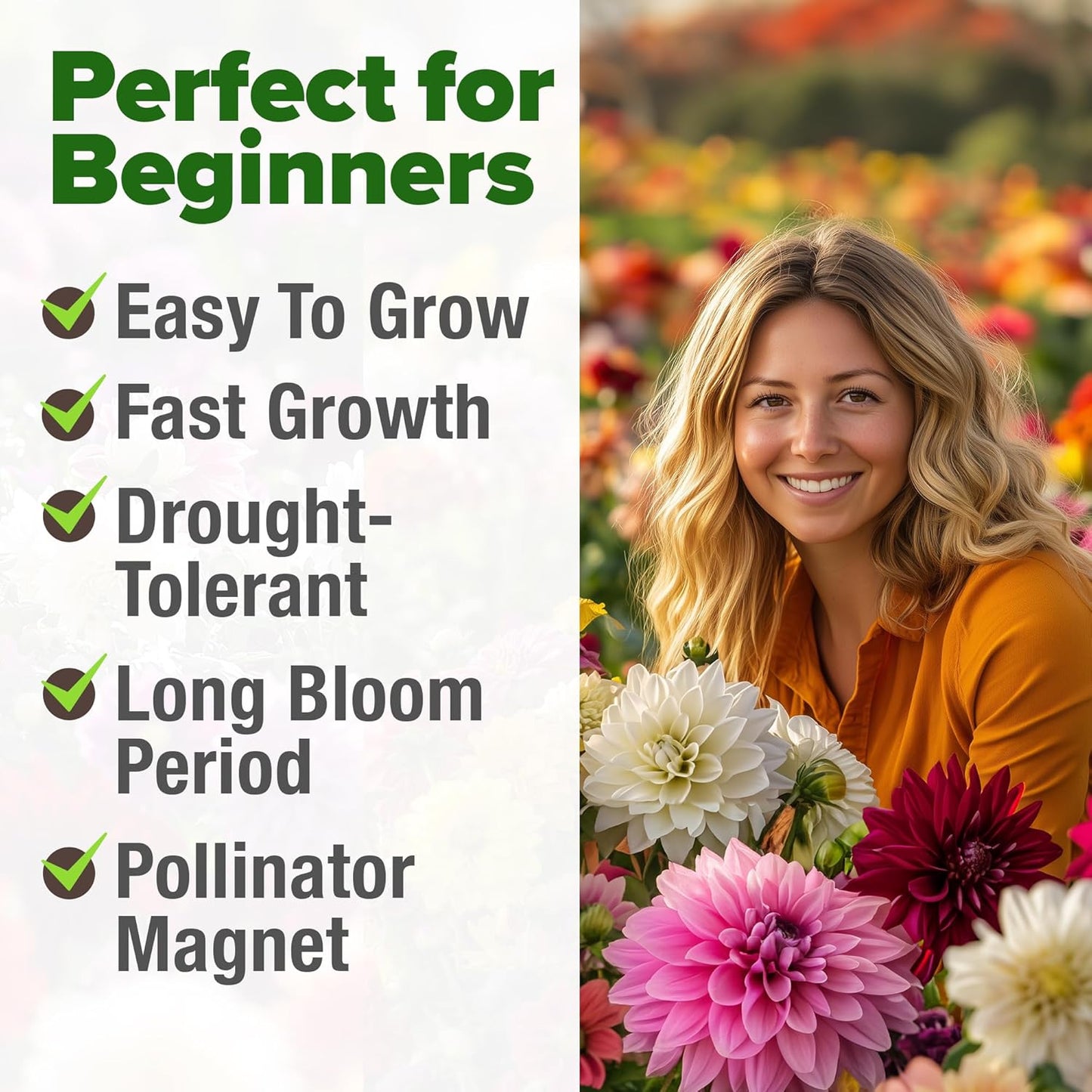 HOME GROWN 𝗨𝗦𝗔 𝗣𝗥𝗘𝗠𝗜𝗨𝗠 Zinnia Dahlia Seeds Pack for 2025 – 524 𝗡𝗢𝗡-𝗚𝗠𝗢 Flower Seeds | Vibrant Zinnia Elegans for Pollinator Gardens, Borders & Containers | Easy-to-Grow Outdoor Blooms