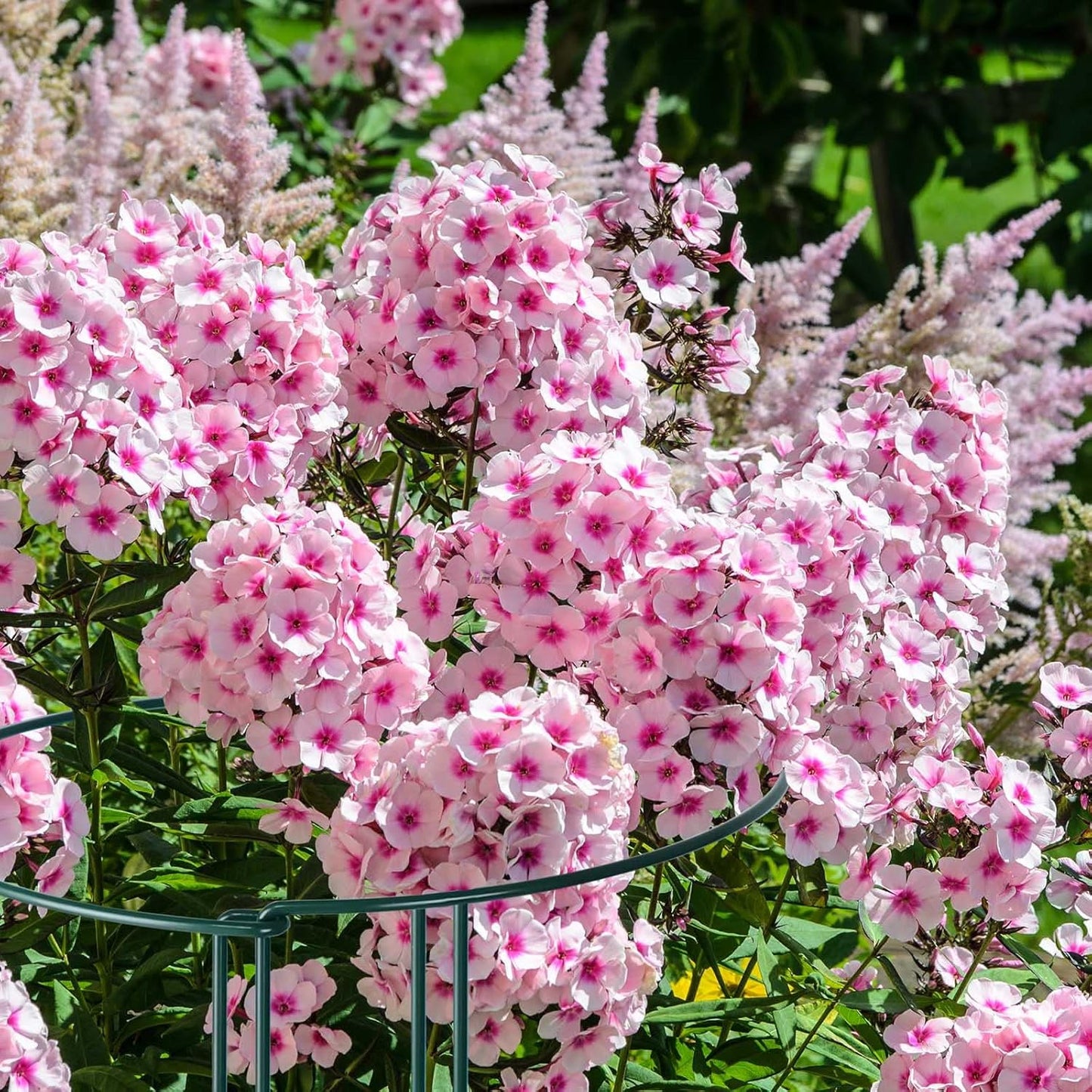 12 Pack Plant Support Stakes, Metal Peonies Cages and Supports, Peony Cage, Plant Support Ring, Garden Plant Support for Ourdoor Plants, Rose, Peony,Tomato, Hydrangea Vine Plant 10" W x 16" H