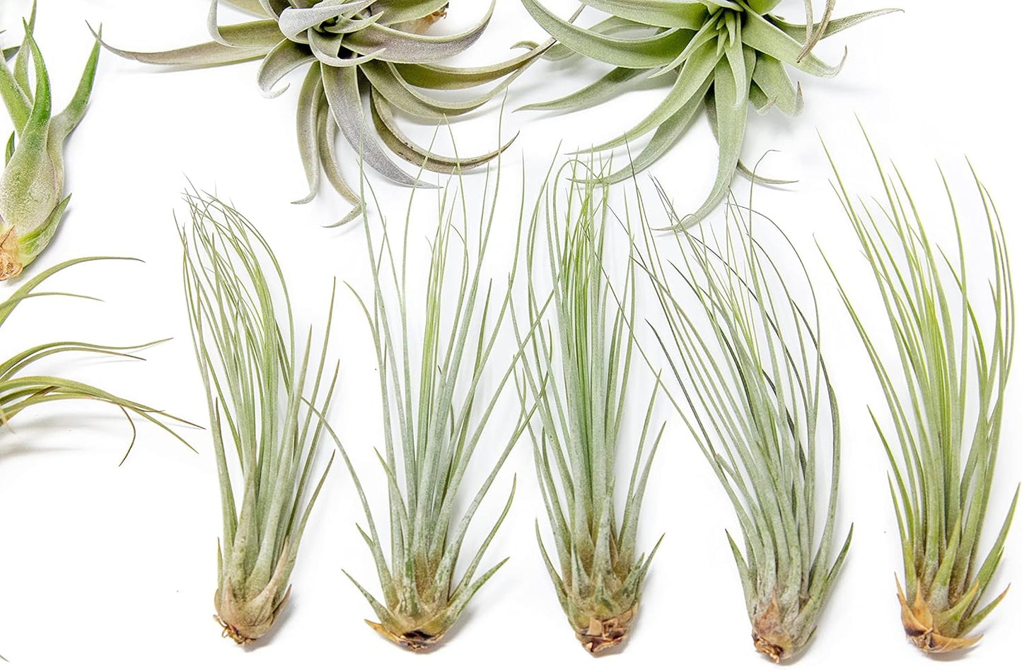 25 Pack of Classic Air Plants Variety - Live Succulent House Plants - Available in Wholesale and Bulk - Home and Garden Decor - Easy Care Indoor/Outdoor Air Plant