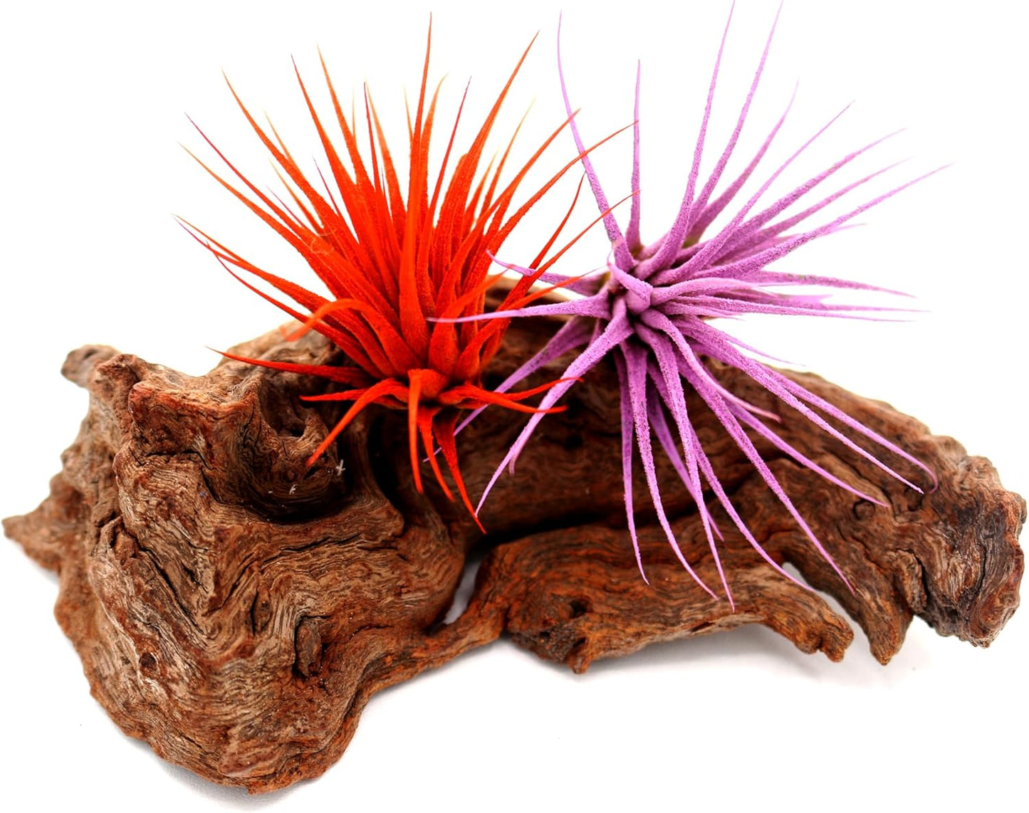 Dyed Tillandsia Ionantha Guatemala Enhanced Colored Colorful Air Plant Live Easy Care Indoor Outdoor Home Decor Gift Airplant by Awesome Industries Live Arrival Guaranteed (Orange)