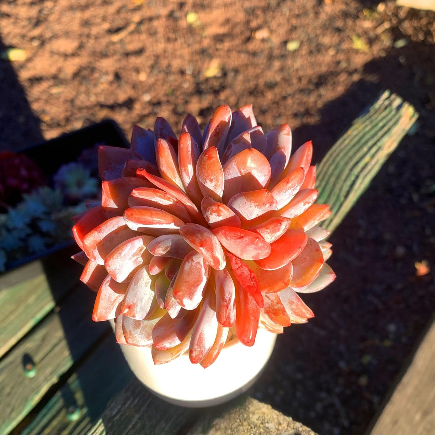 FWPP Succulent Plants Live Echeveria Orange Monroe,3-4 Head 3.5 inches Pink Mini Plants,Bare Root Without Pot Soil Live Plants,Wedding Garden Indoor House Baby Shower Decor Friend Plant Lover Gift