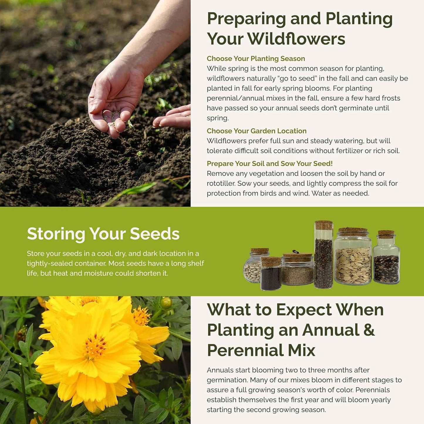 Eden Brothers Mellow Yellow Flower Mixed Seeds for Planting, 1/4 lb, 120,000+ Seeds with Painted Daisy, Zinnia, Cosmos | Attracts Pollinators, Plant in Spring or Fall, Zones 3, 4, 5, 6, 7, 8, 9, 10