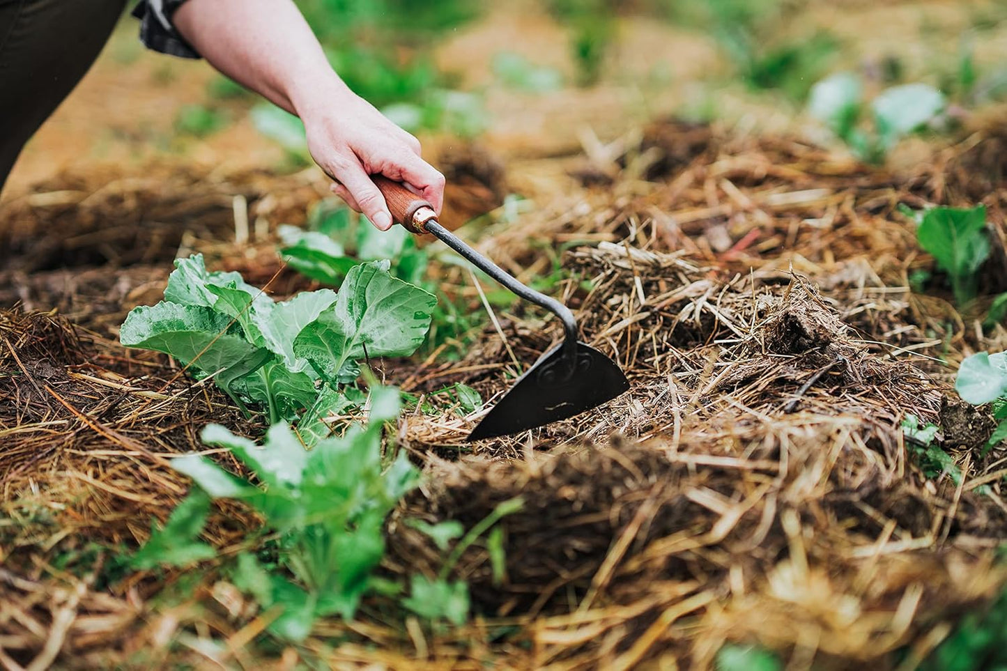 Barebones Triangle Hoe - Stainless Steel Hoe - Japanese Gardening Tools for Weeding, Long Handle and Hand Hoe (Walnut/Black)