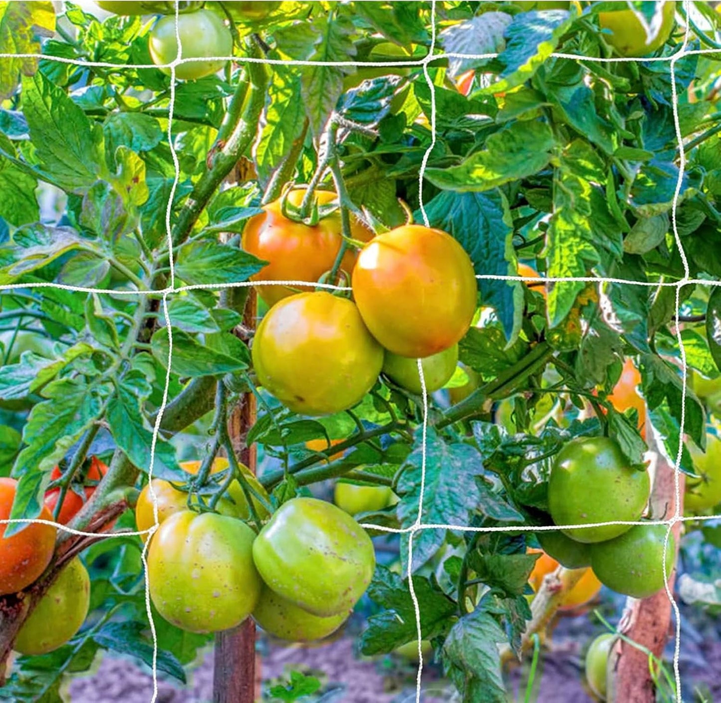 OLDMACDONALD Heavy Duty Polyester Trellis Netting Bulk Roll, 5ft x 350ft (60” x 350’ | 1.52m x 106.5m), 6" (15 cm) Squares, Heavy Duty Scrog Net Climbing Plants Vegetables Fruits Flowers Growing Vine