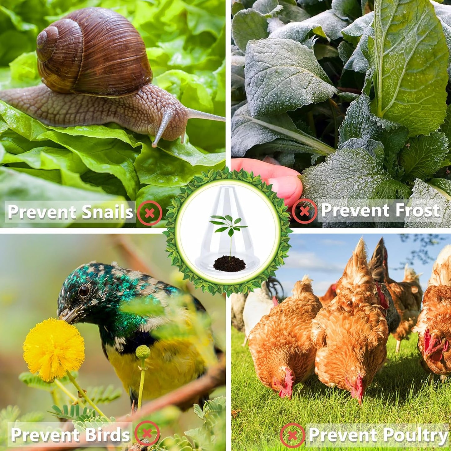 【36 Pieces】 Garden Cloches for Plants, Plant Cover Plant Protectors Transparent Bell Jar Cloche Protection Plants from Birds, Animals, Frost, Freeze Weather,7.8" D x 9.4" H, Transparent