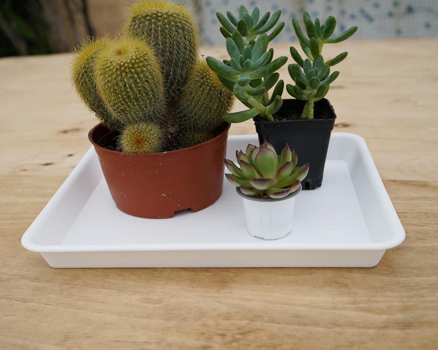 4 Pack Plant Saucer Tray, Plant Growing Nursery Trays, Heavy Sturdy Seed Starting Trays, Plant Starter Trays for Indoors No Holes, Seed Starter Growing Tray (17.5"x10.6", Creamy White)