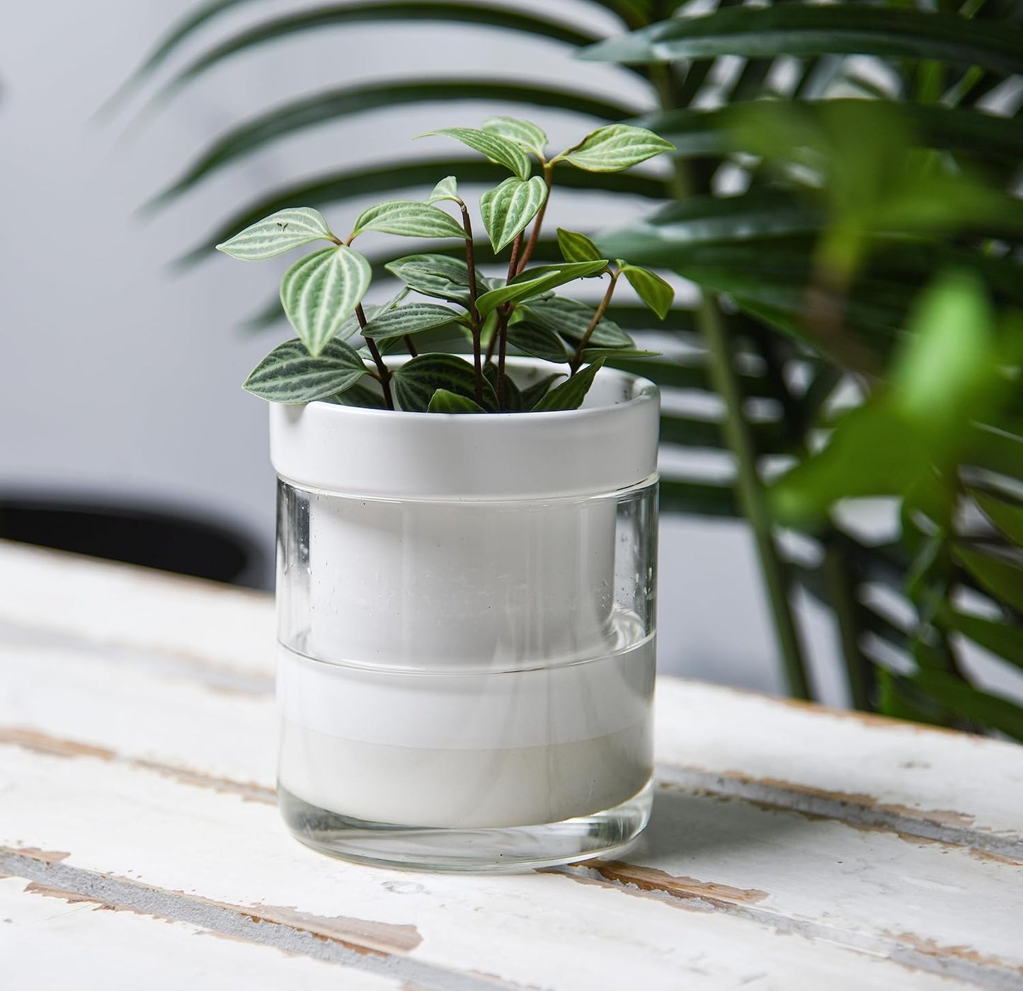 Phoenix Vine 4 Inch Self Watering Planter, White Terracotta Clay Pot with Glass Reservoir for Indoor Plants, Herbs, Flowers, Set of 1, 52-B-E-1