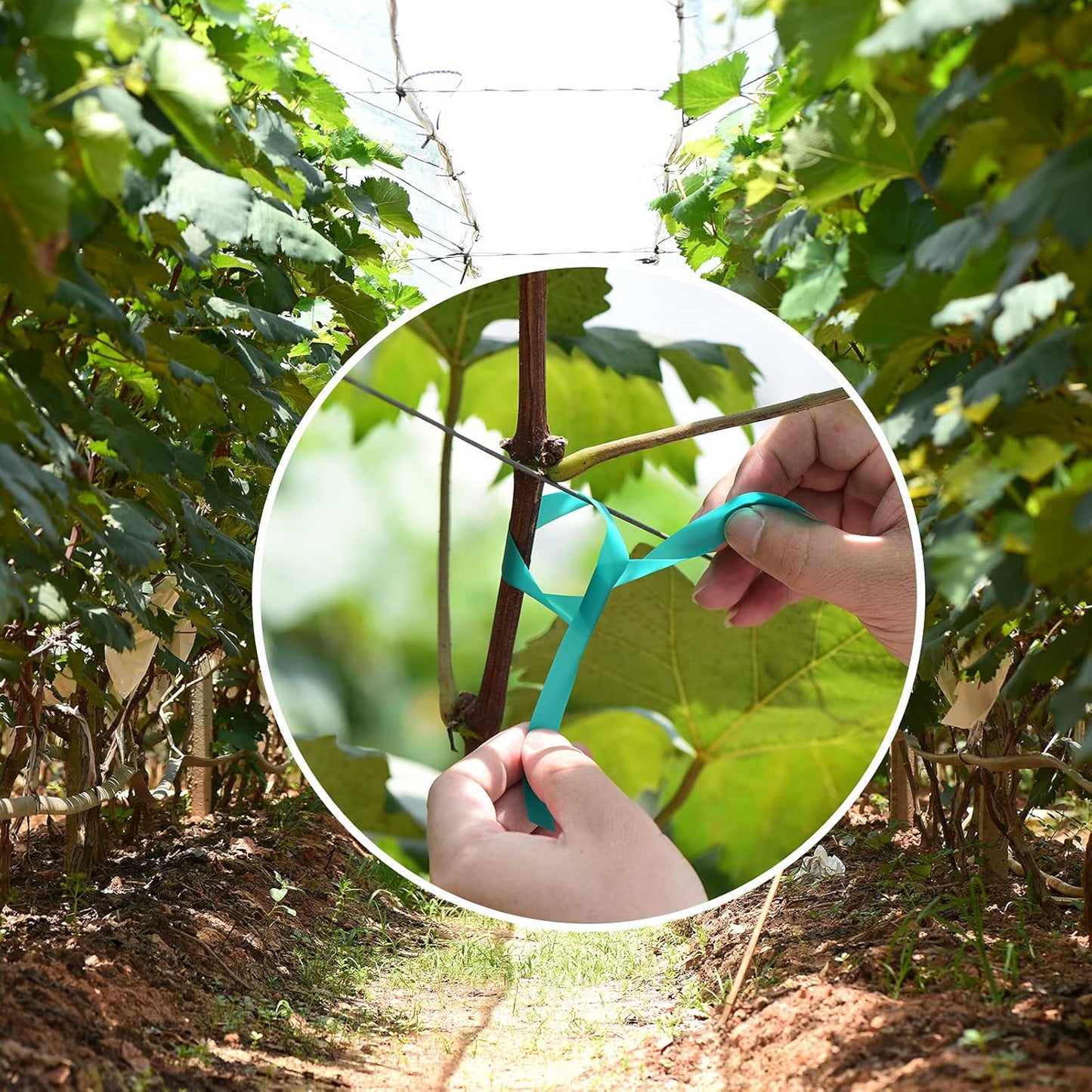 Stretch Tie Tape, 1” Wide 200FT Reusable Garden Plant Ties Green Tapes for Plants, Thick Garden Vinyl Stake Ribbon for Branches Flowers Tomatoes Indoor Outdoor Greenhouse