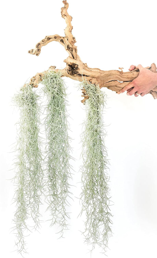 3 Pack Thick Colombian Spanish Moss Live Strands with Wire Hook - Tillandsia Usneiodes - Live Tillandsia Succulent House Plants - Home and Garden Decor - Easy Care Indoor and Outdoor Plants